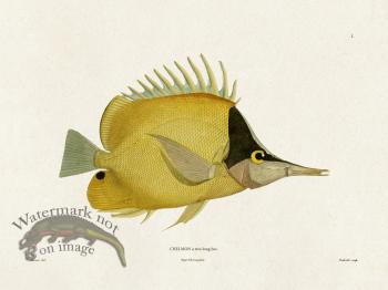 Werner Fish 001